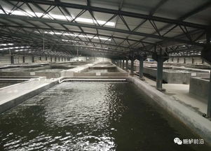 鱖魚工廠化飼料養殖要點、案例及效益分析