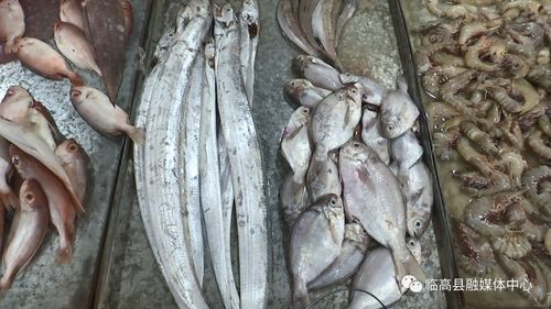 伏季休漁期臨高水產品供應充足價格穩定，水產品養殖產業顯活力