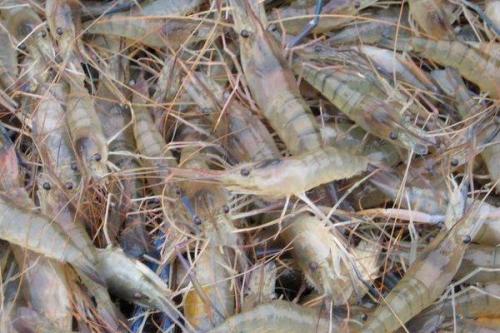 蝦養殖技術 從選種到收獲的完整指南