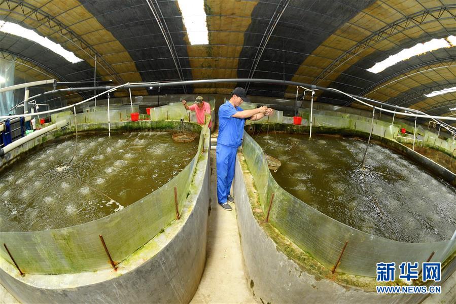 河北樂亭 向海圖強，以特色養殖譜寫藍色經濟新篇章