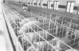 從養豬工廠到水產養殖 順德太平瘦肉型豬場與1989年水產品養殖的聯動探索