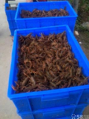 南京小徐龍蝦批發行 河蝦青蝦市場行情及養殖前景分析