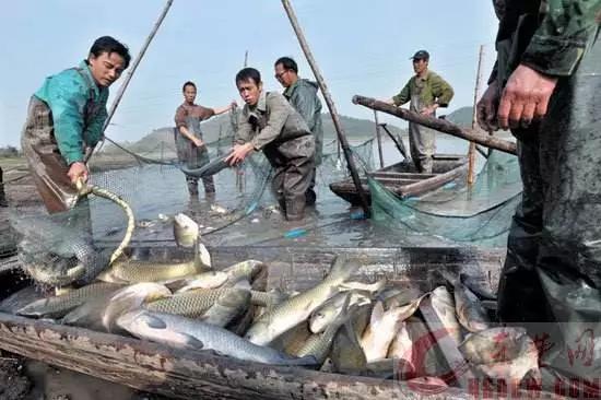 2021水產養殖機遇與挑戰 早布局，穩增收